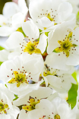 Fototapeta premium Cherry blossom in spring