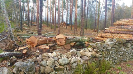 Logging of trees in an oak forest