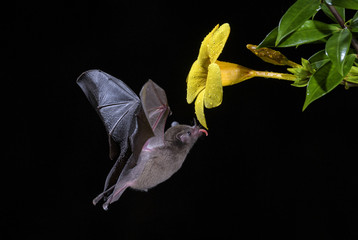 Pallas's Long-tongued Bat - Glossophaga soricina, new world leaf-nosed bat feeding nectar on the flower in night, Central America forests, Costa Rica. - obrazy, fototapety, plakaty
