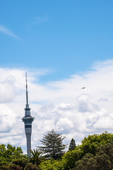 Fototapeta premium Auckland Skytower over the green trees with clouds and blue sky.
