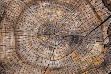 Center close-up of a plum tree log with cracks and annual rings.
