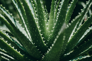 Naklejka na ściany i meble Closeup of green tropical plant. Aloe vera