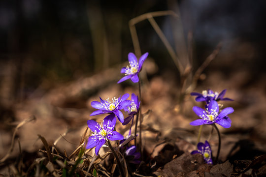 Light shining on purple scilla flowers in a forest glade early spring.