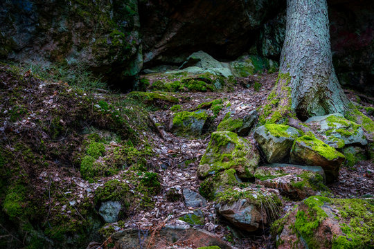 Wet forest with rocks and stones covered with green moss, pine tree in the background.