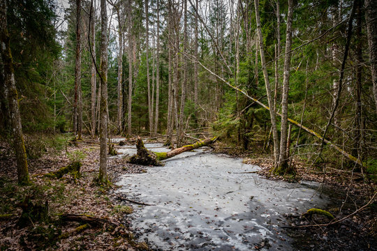 Forest glade with frozen ice early spring, horizontal composition.