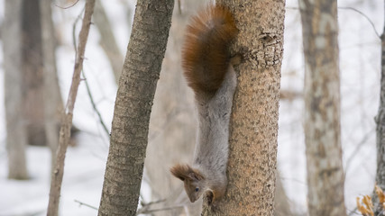 Grey squirrel oing down a tree in snowy forest