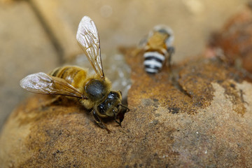 The bee is sucking the sweet nectar from the longan on the ground.
