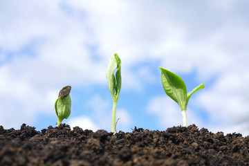 Concept of growing seeds of agricultural plants. Three phases of growth of sprouts in the soil against the background of the sky with clouds, close-up macro.