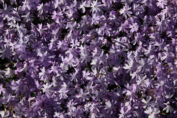 Blaukissen, Aubrieta deltoidea