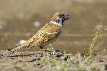 Image of Sparrows are drinking water on the floor. Birds. Animal.