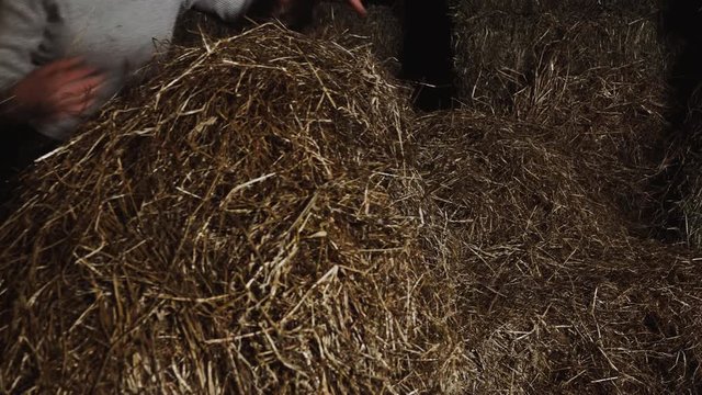 Working at the Stable