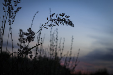Sundown nature silhouette