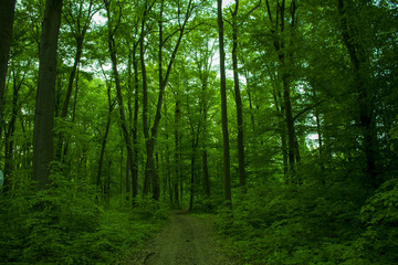 Fototapeta na wymiar green forest path ,beautiful view