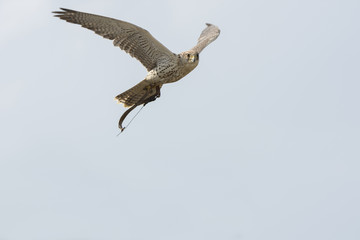 peregrine falcon during a show