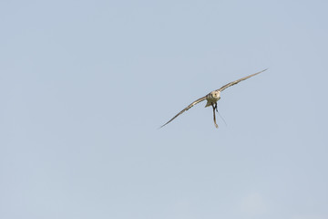 peregrine falcon during a show