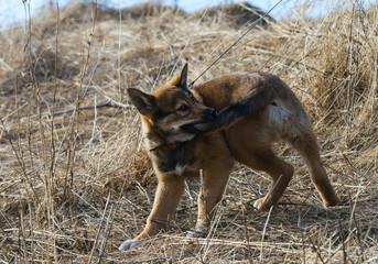 The fun puppy of laika is playing in a glade. The playful red pet is chasing his own tail. It is...