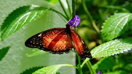 Tropischer Schmetterling, bunter Falter