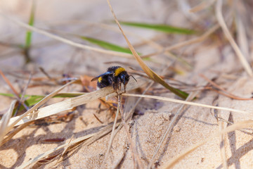 Bumblebee on the sand