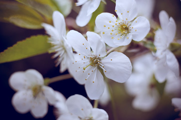Cherry tree blossoms. White spring flowers close-up. Soft focus spring seasonal background. Vintage photo.