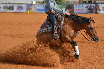 The side view of a rider in cowboy chaps and boots on a horseback stopping the horse in the dust.