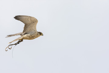 peregrine falcon during a show