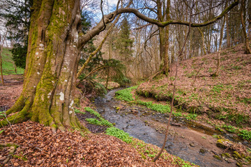 Obraz premium Ancient Tree in Letah Wood / Letah Wood is a rural ancient woodland through which Letah Burn runs, near Hexham in Northumberland