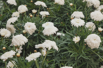 Argyranthemum Madeira Crested Ivory