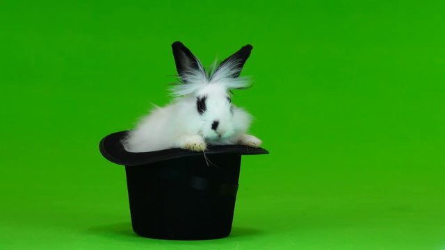decorative rabbit sits in a black hat on green screen