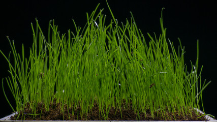 green grass in flower pod
