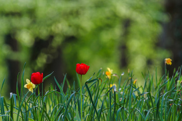 TULIPS - Flowers on the square in the city park