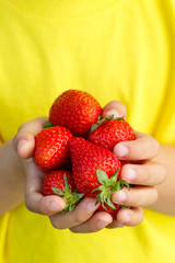 Erdbeeren Früchte Beeren Erdbeere Frucht Beere Sommer halten Hände Kind kleiner Junge Hochformat