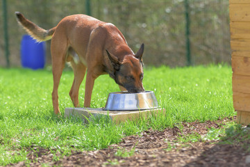 Belgischer Schäferhund trinkt Wasser aus einem großen Napf