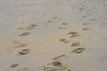 Footprints in the sand on the beach.