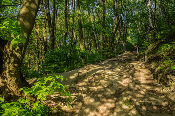 soft focus forest nature landscape inside with trail and wooden stairs