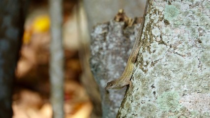 Leguan, Eidechse, Echse