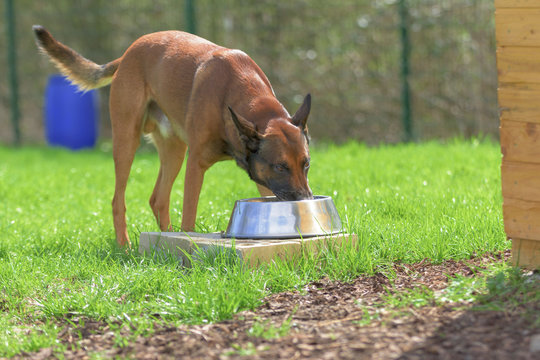 Belgischer Sch&auml;ferhund trinkt Wasser aus einem gro&szlig;en Napf