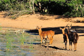 Nyala herd at a waterhole