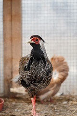 Guinea fowl in a cage