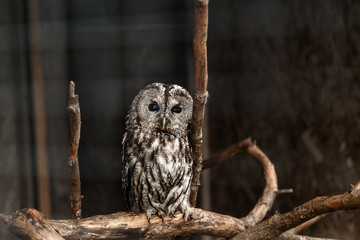 Gray owl in a cage