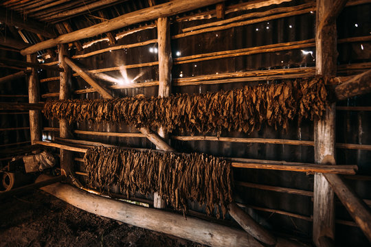 Drying of aromatic tobacco in wooden barn
