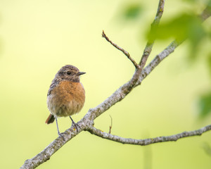 Fototapeta premium Young Stonechat