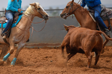 Obraz premium Cowboy in hat, jeans and checkered shirt riding her horse in a calf cutting competition.