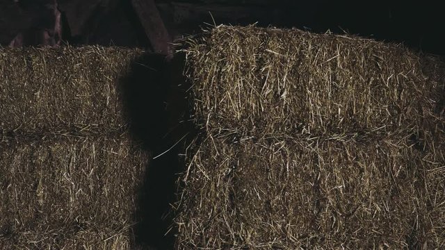 Working at the Stable