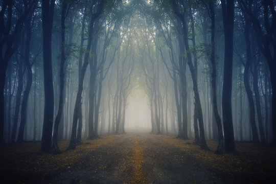 Fototapeta magical road in fantasy forest