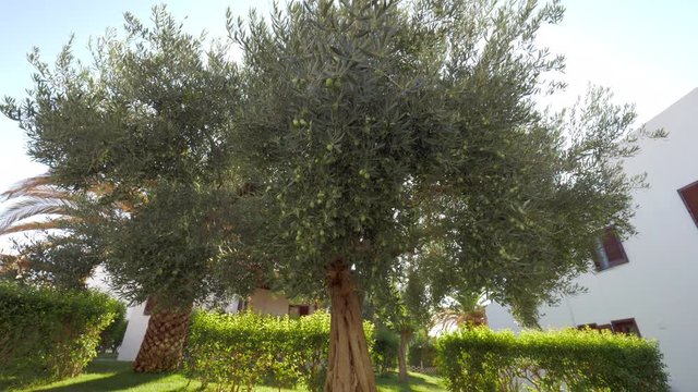 In summer garden. Spreading tree with green olives covering the branches, sun rays striking through the leaves