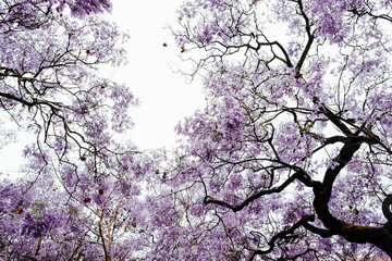 jacaranda in blossom