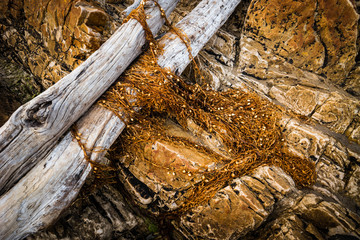 seaweed at Arthur River estuary at dawn, Tasmania