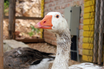 Domestic goose