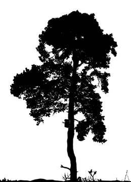 vector silhouette pine tree wooden birdhouse