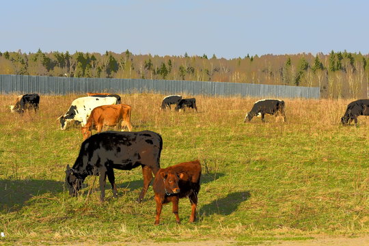 herd of cows grazing near a farm, forest, meadow, sky